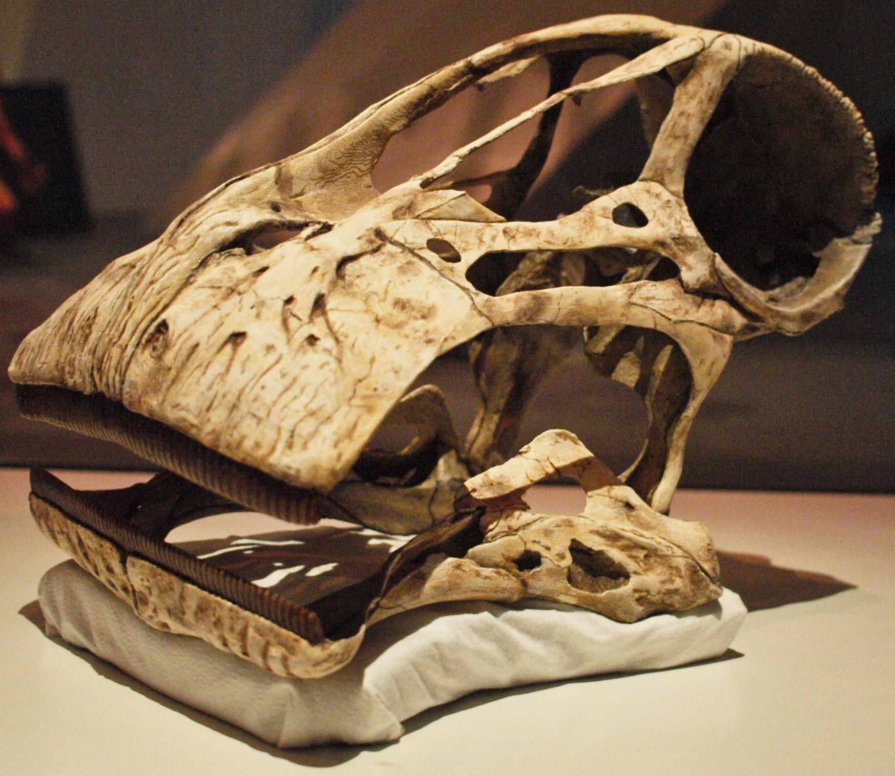 Nigersaurus Skull
