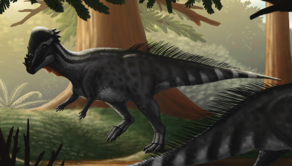 Pachycephalosaurus