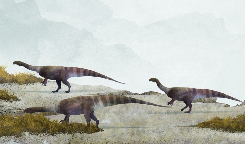 Massospondylus