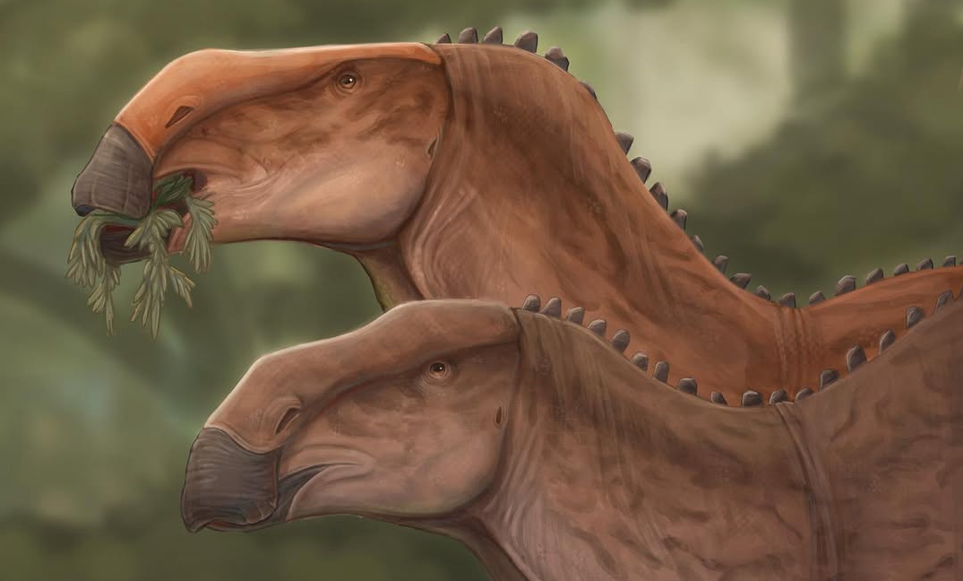 Brachylophosaurus