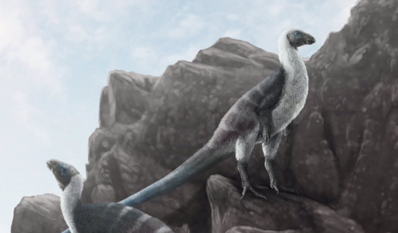 Agilisaurus