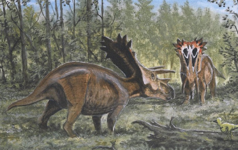 Anchiceratops