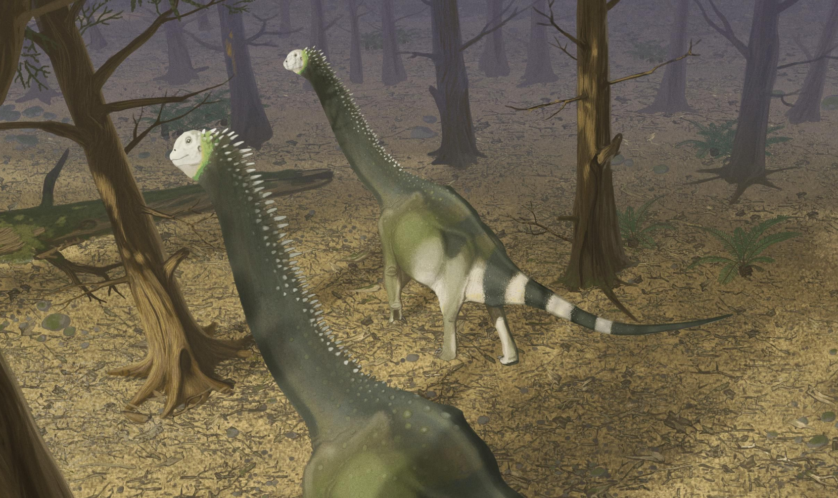 Cetiosaurus