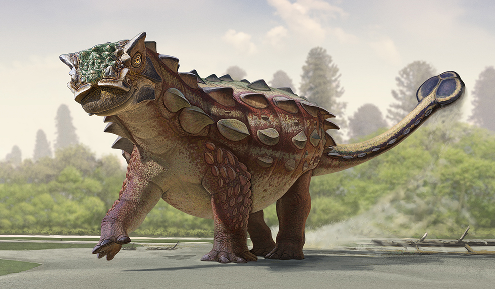 Akainacephalus
