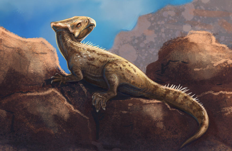 Graciliceratops