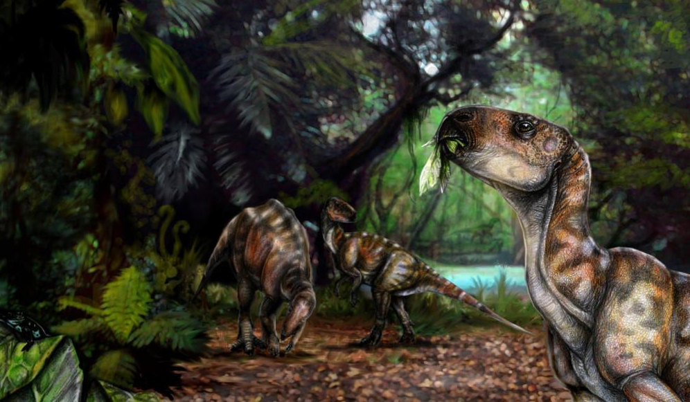 Mochlodon
