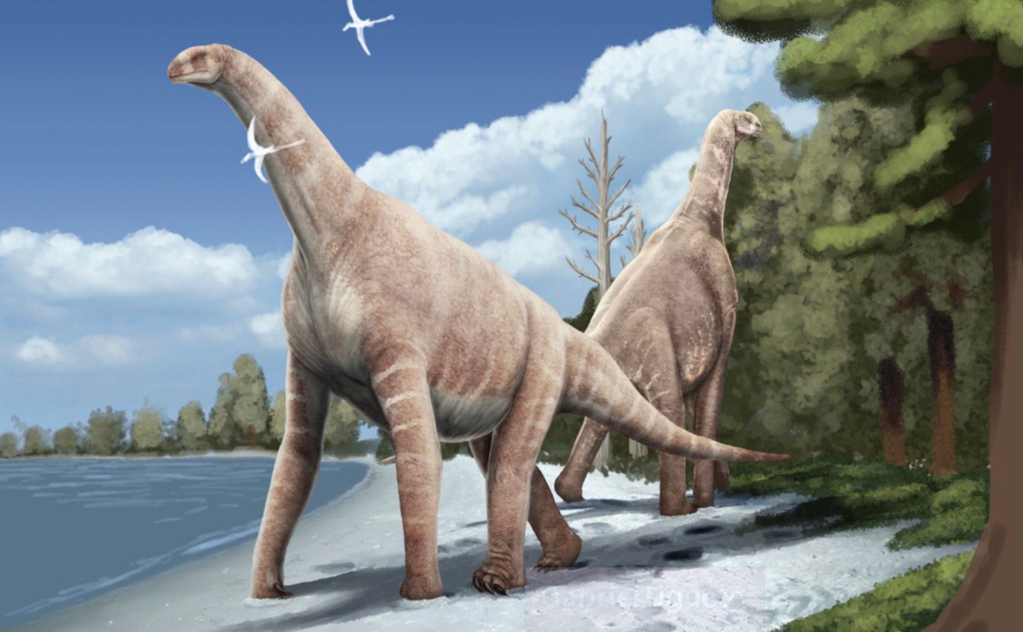 Atlasaurus