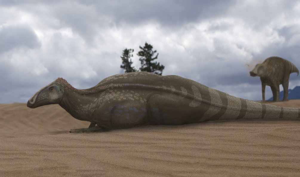 Plesiohadros