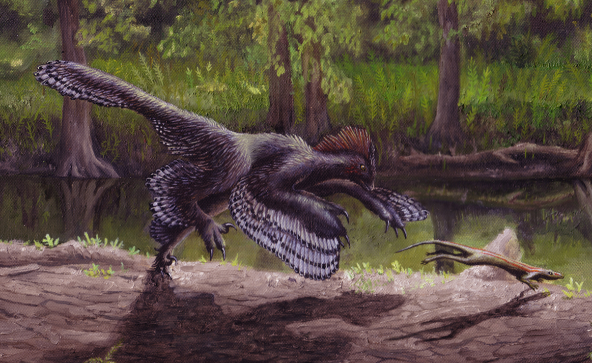 Anchiornis