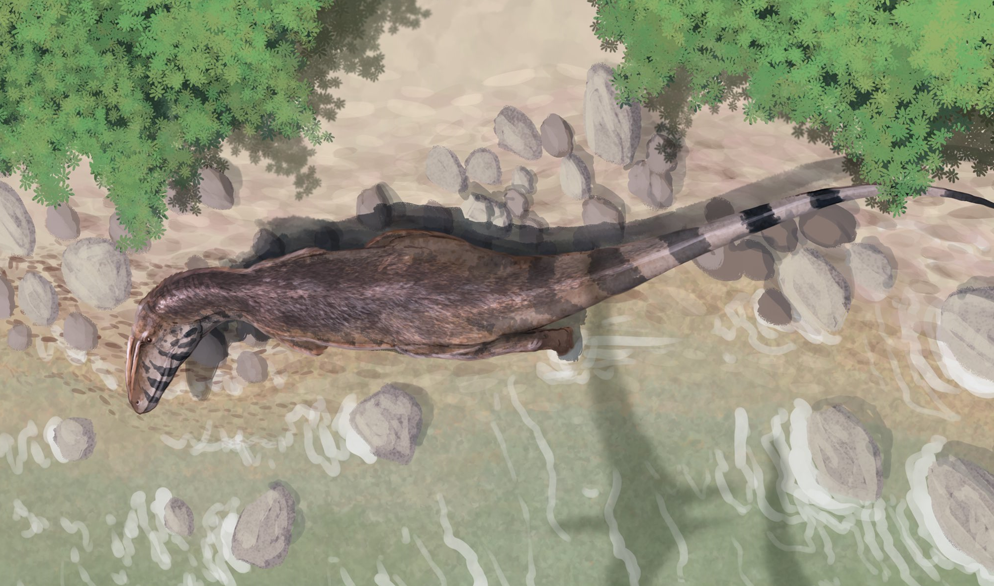 Neovenator